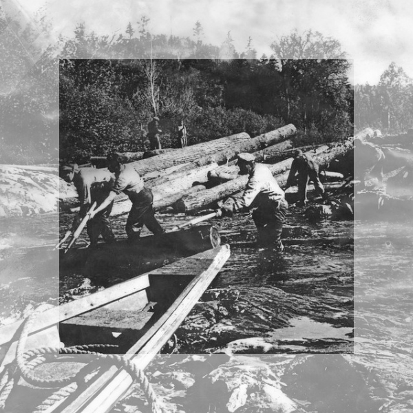 KAM Blog - Following the Timber